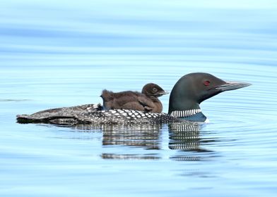 Baby loon on moms back 2