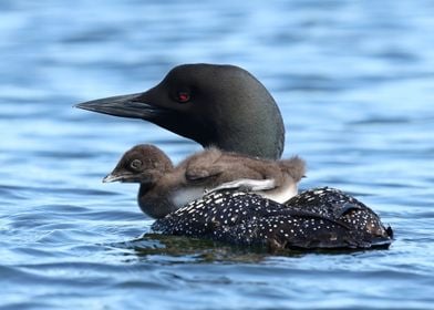 Baby loon pram