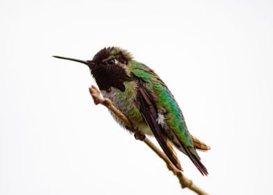 Hummingbird 03