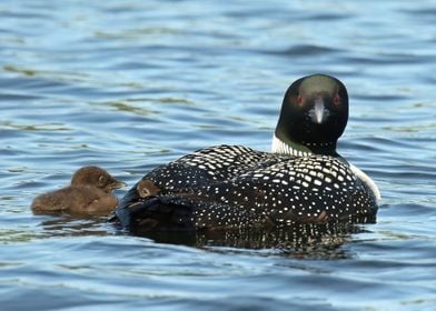 Mom the great protector