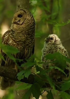 Mom and baby barred owl 2