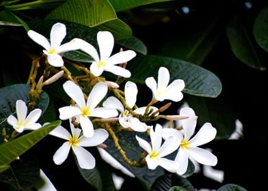 White Flower