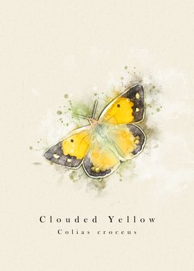 Clouded Yellow butterfly