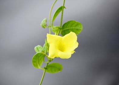 A Yellow Flower