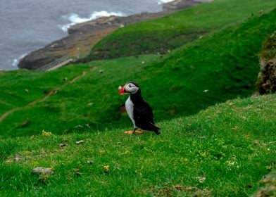 Atlantic Puffin in FO