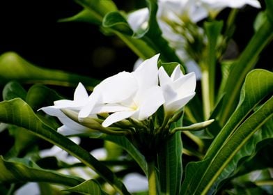 White Flower