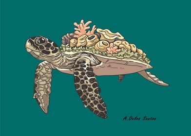 Sea turtle 4