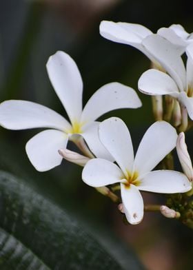 White Flower