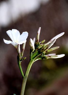 White Flower