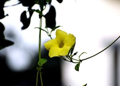 A Yellow Flower