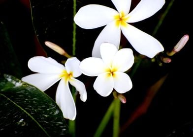 White Flower