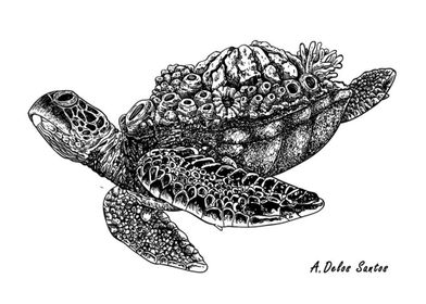 Seaturtle 3