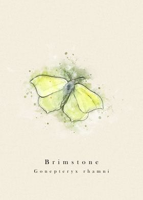 Brimstone butterfly