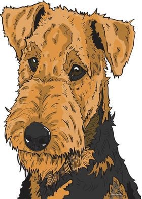 Airedale terrier 