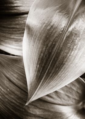 sepia leaves