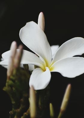 White Flower