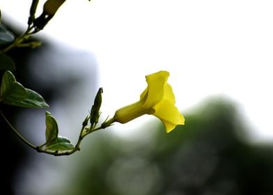 A Yellow Flower