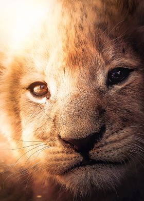 The Lion Cub