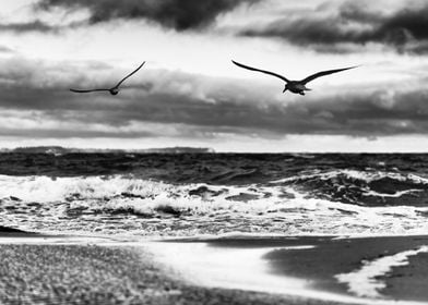 Flying birds on the beach