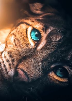 Blue Eyed Leopard