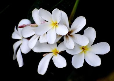 White Flower