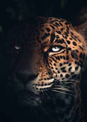 The Jaguar in The Dark