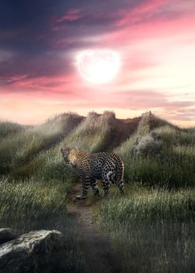 The Leopard on The Hill