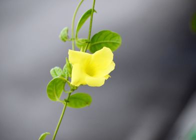 A Yellow Flower