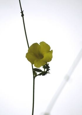 A Yellow Flower