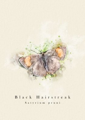 Black Hairstreak butterfly