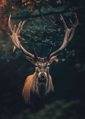 The Moody Deer
