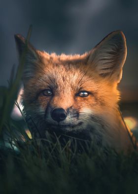 The Hiding Fox