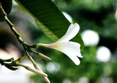 White Flower