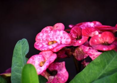 Pink Flowers