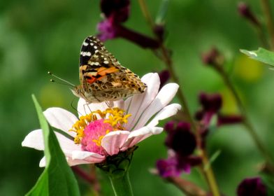 zinnia with butterfly