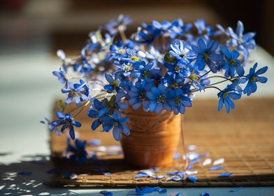 Blue anemones flowers 