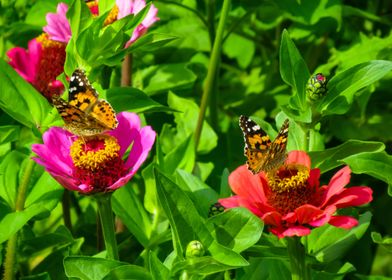 zinnias with butterflies