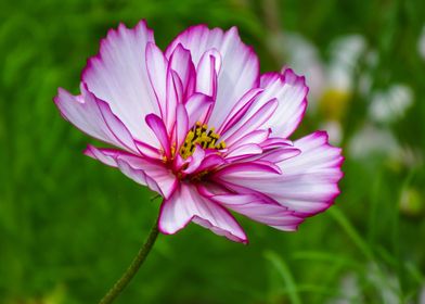 pink cosmos flower meadow