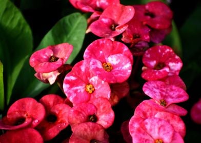 Pink Flowers