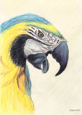  blue and yellow macaw art