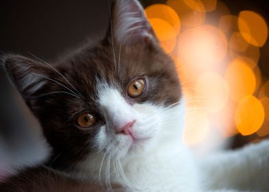 Cute cat british shorthair