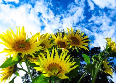 sunflowers and blue sky