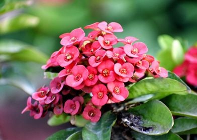 Pink Flowers