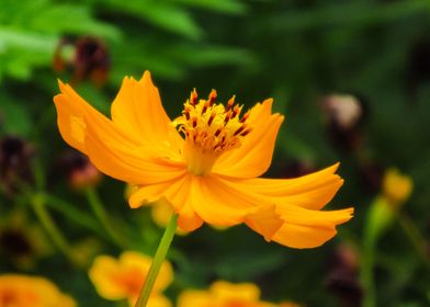 orange cosmos flower