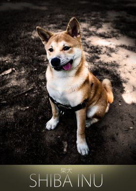 The Happy Shiba