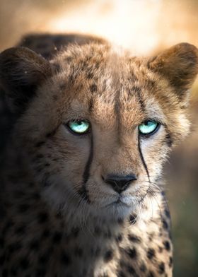 The Blue Eyed Cheetah