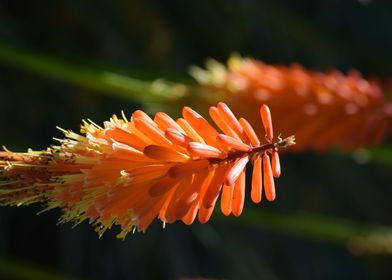 Kniphofia1