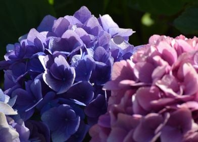 hydrangeas