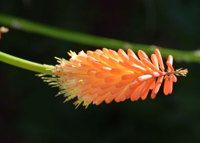 Kniphofia2