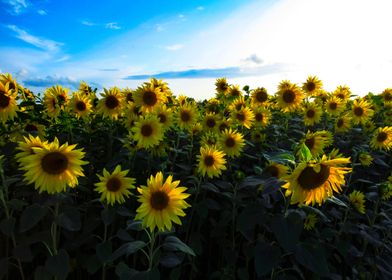 sunflowers on a field